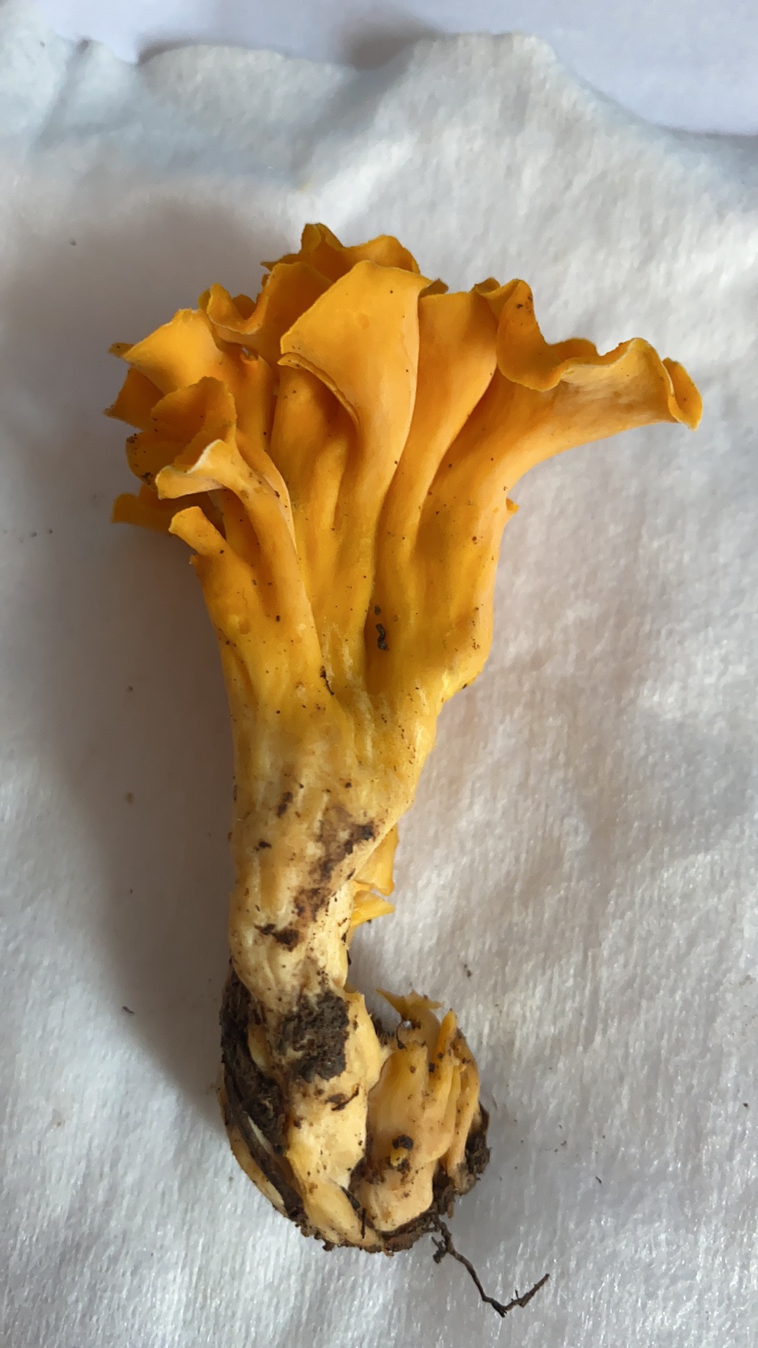 金黄喇叭菌