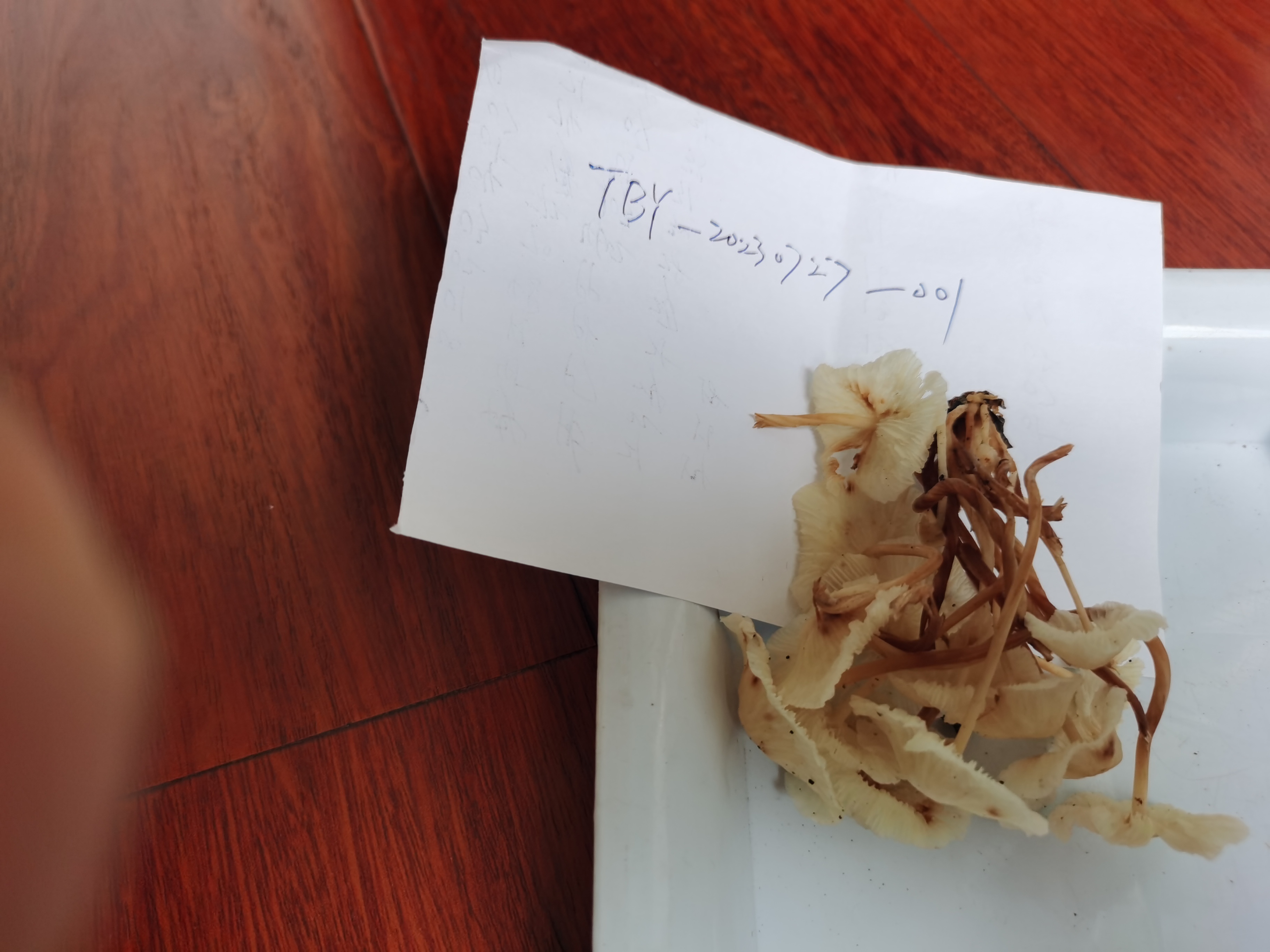小皮伞