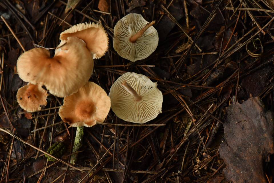 绒毛柄拟金钱菌