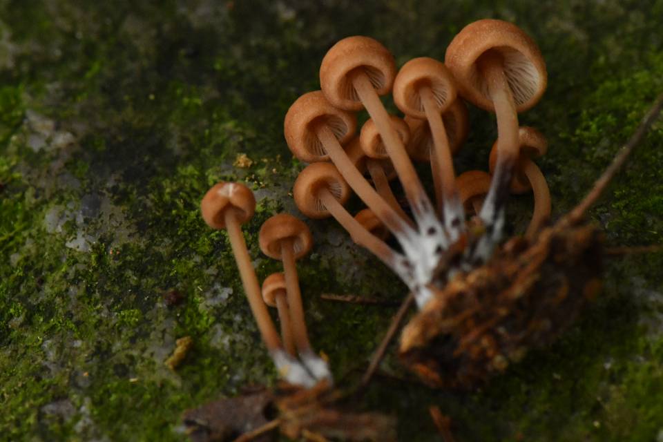 芸苔裸脚伞