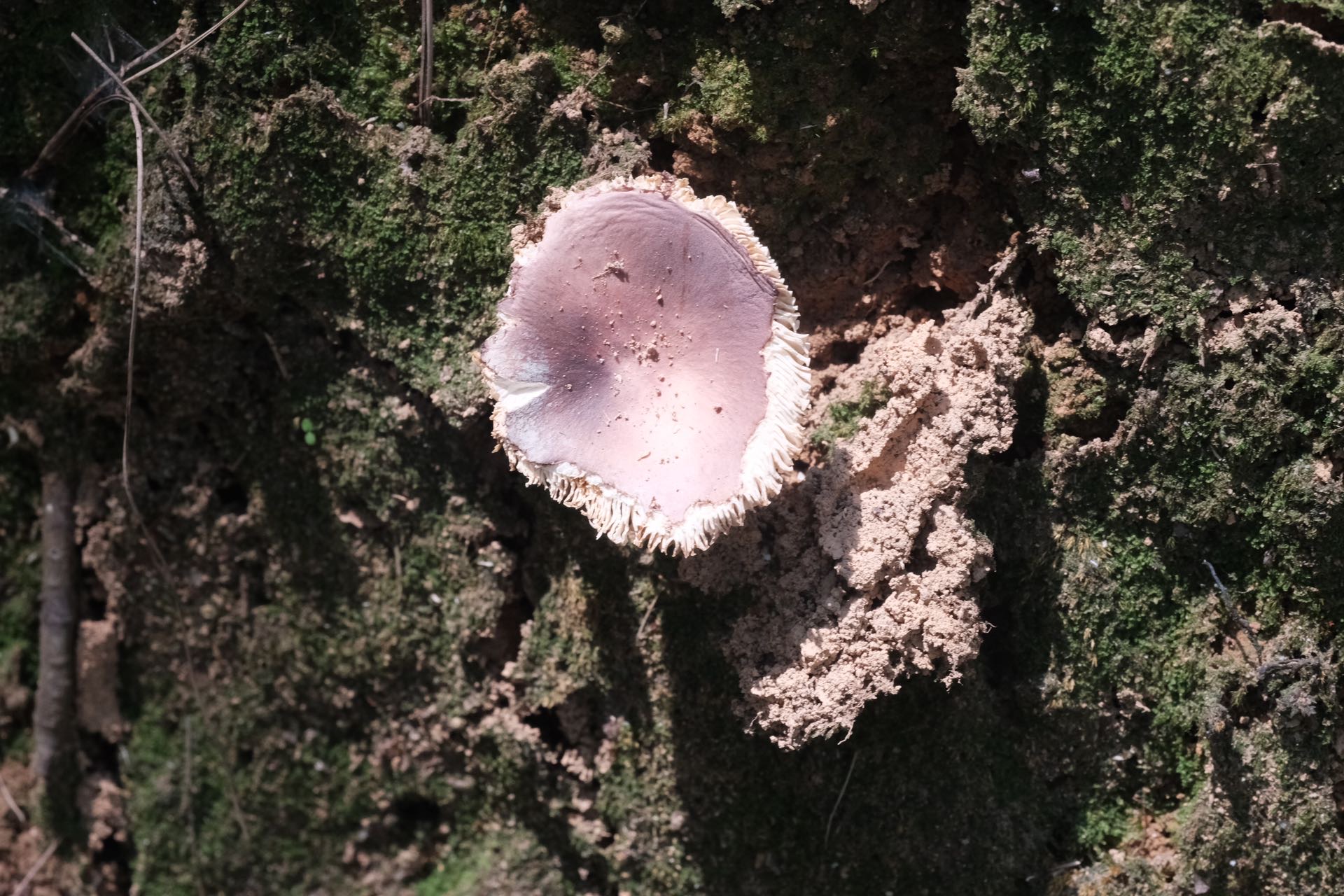 近黑紫红菇