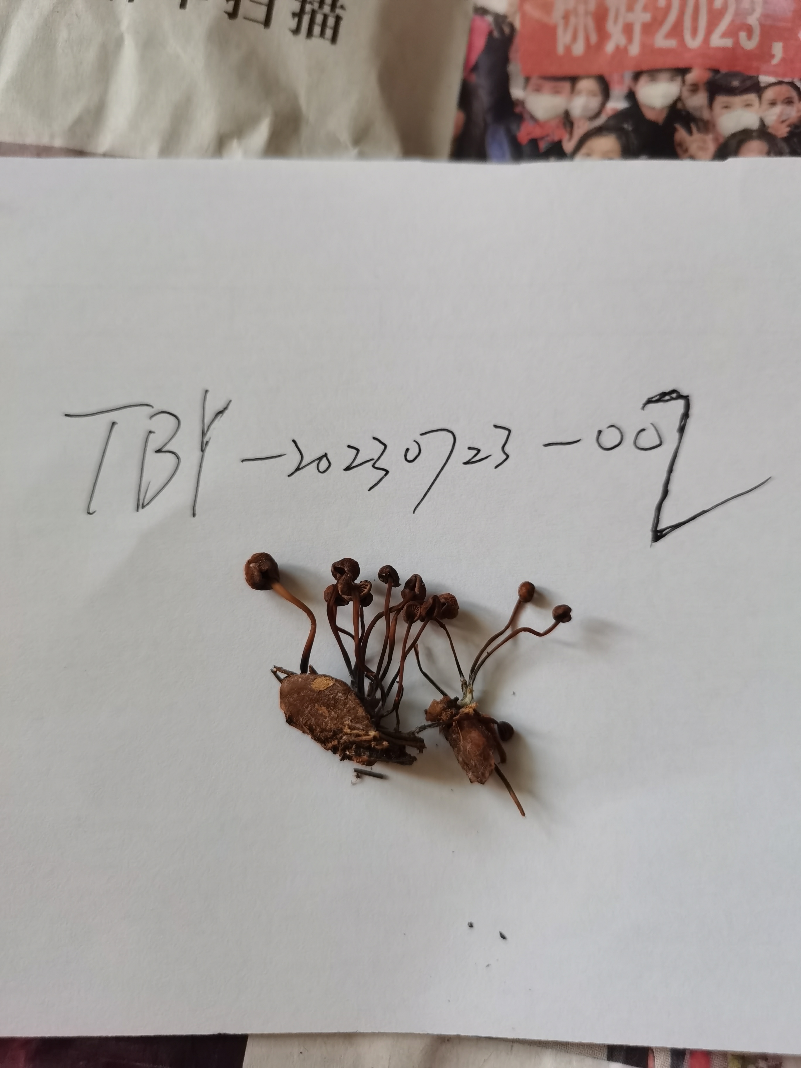 芸苔裸脚伞