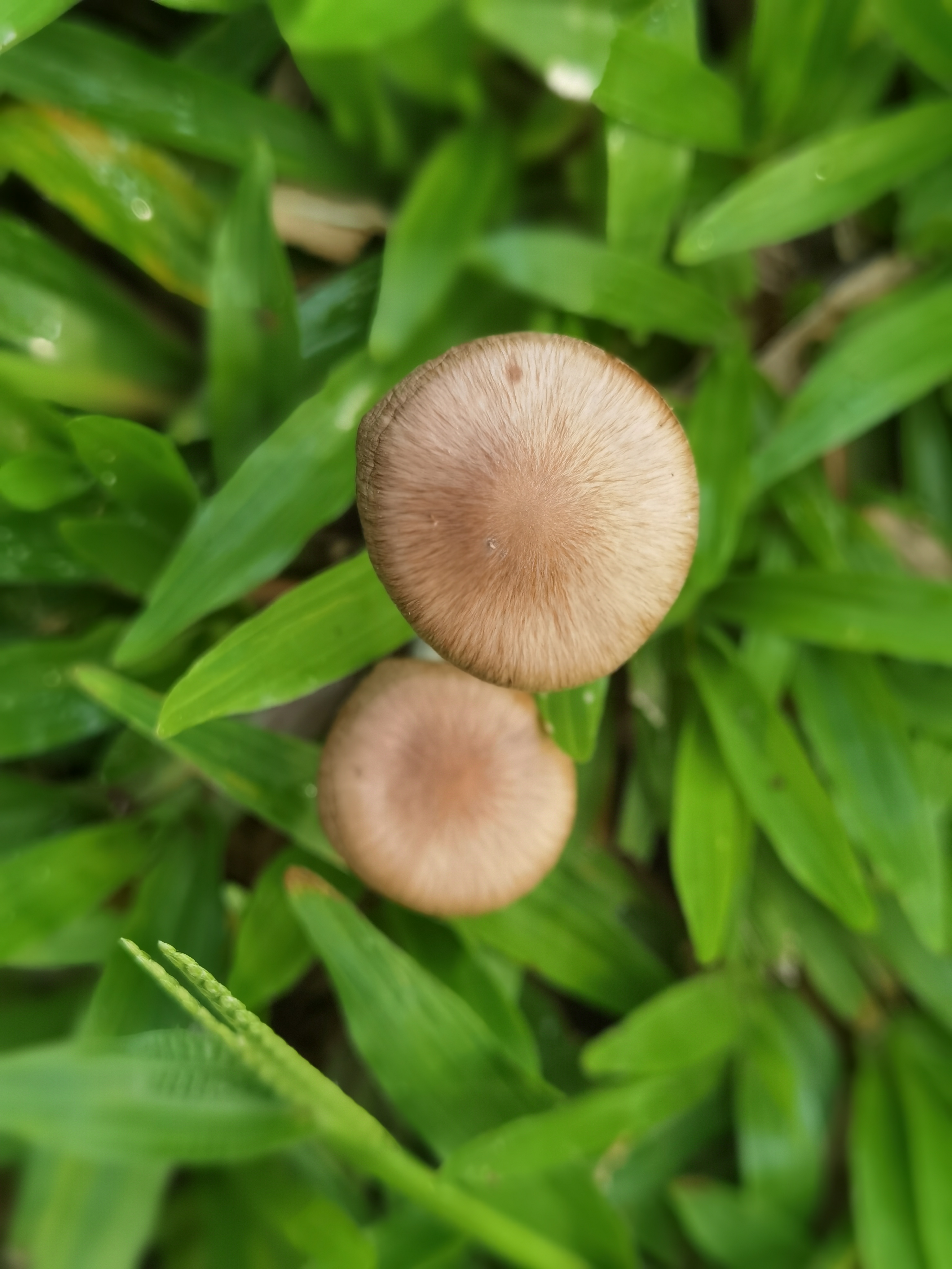 间型鸡㙡
