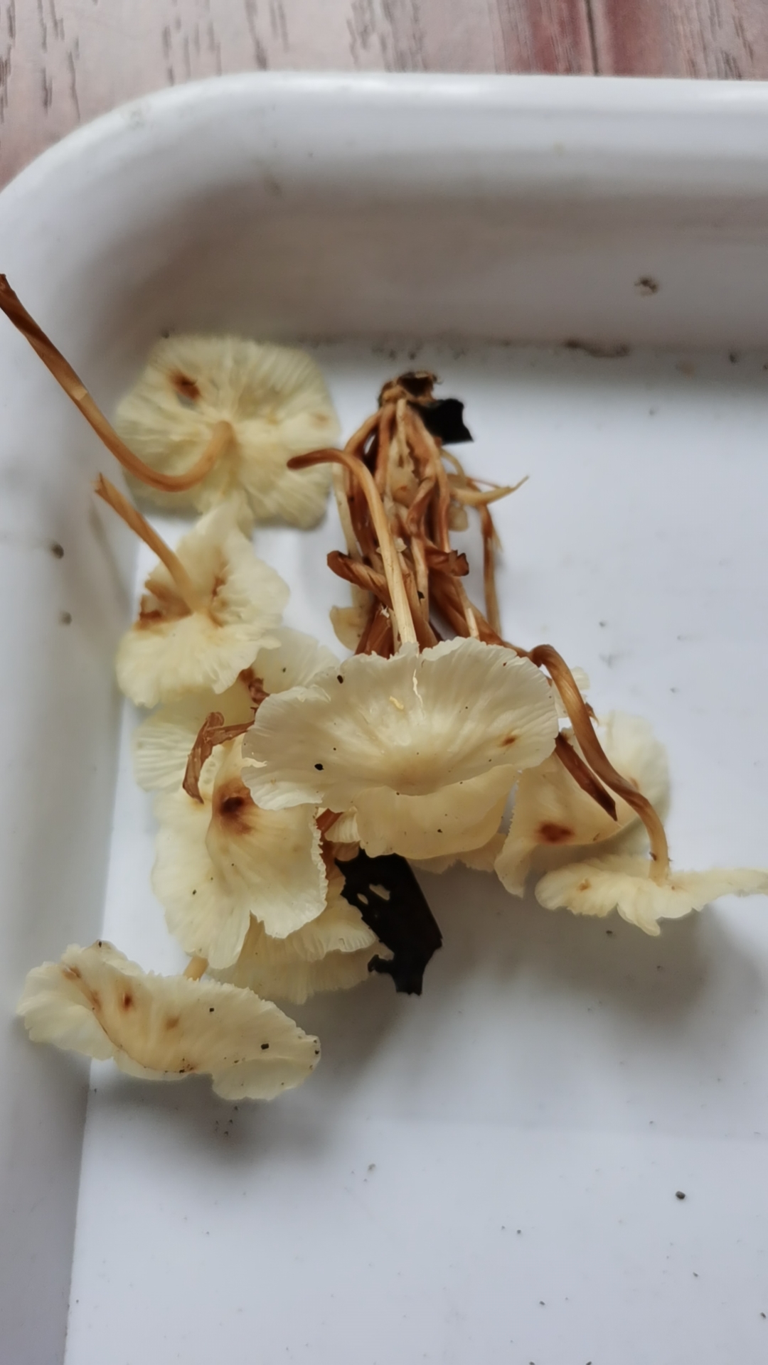 小皮伞