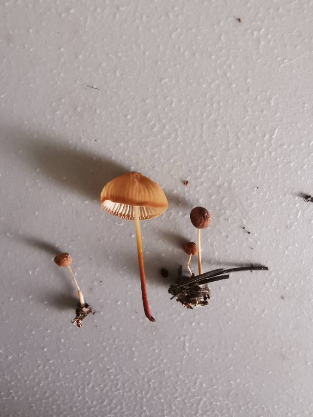 花盖小皮伞