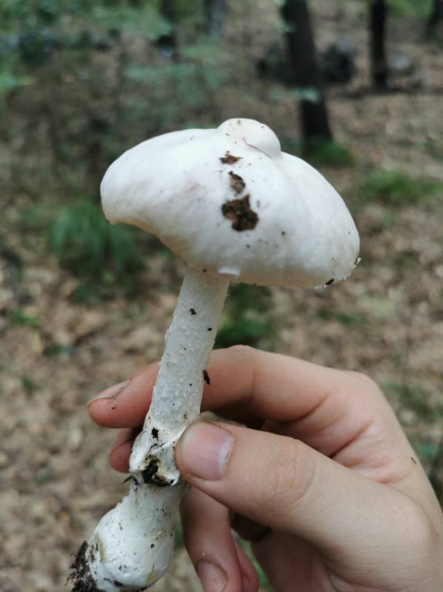 标本照片