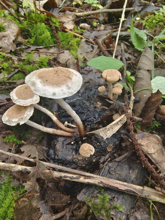 星孢寄生菇