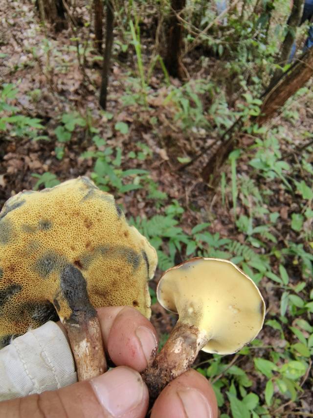 铅色短孢牛肝菌 近似种