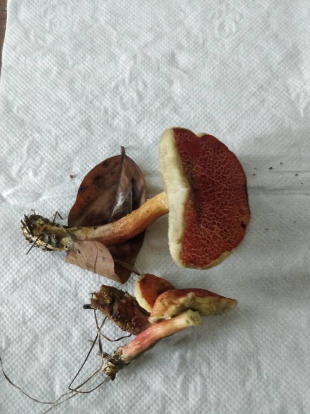杏仁味庭院牛肝菌