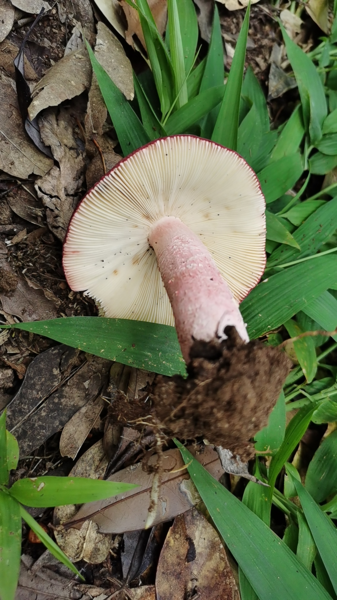 灰肉红菇