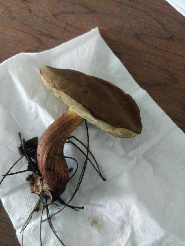 普陀山条孢牛肝菌