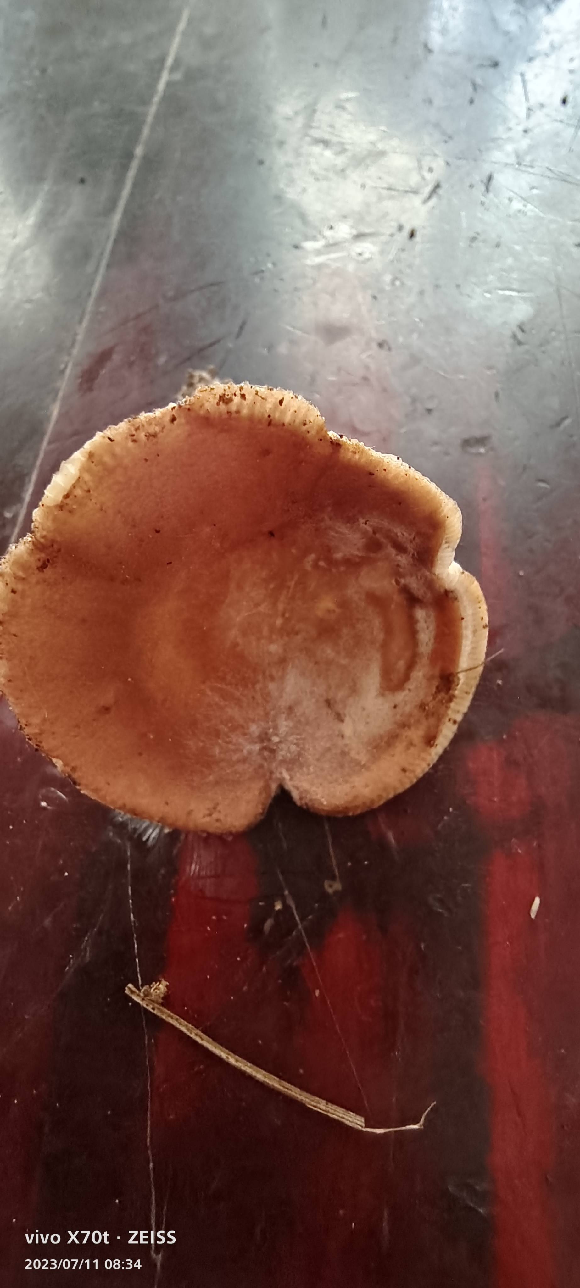 红菇属