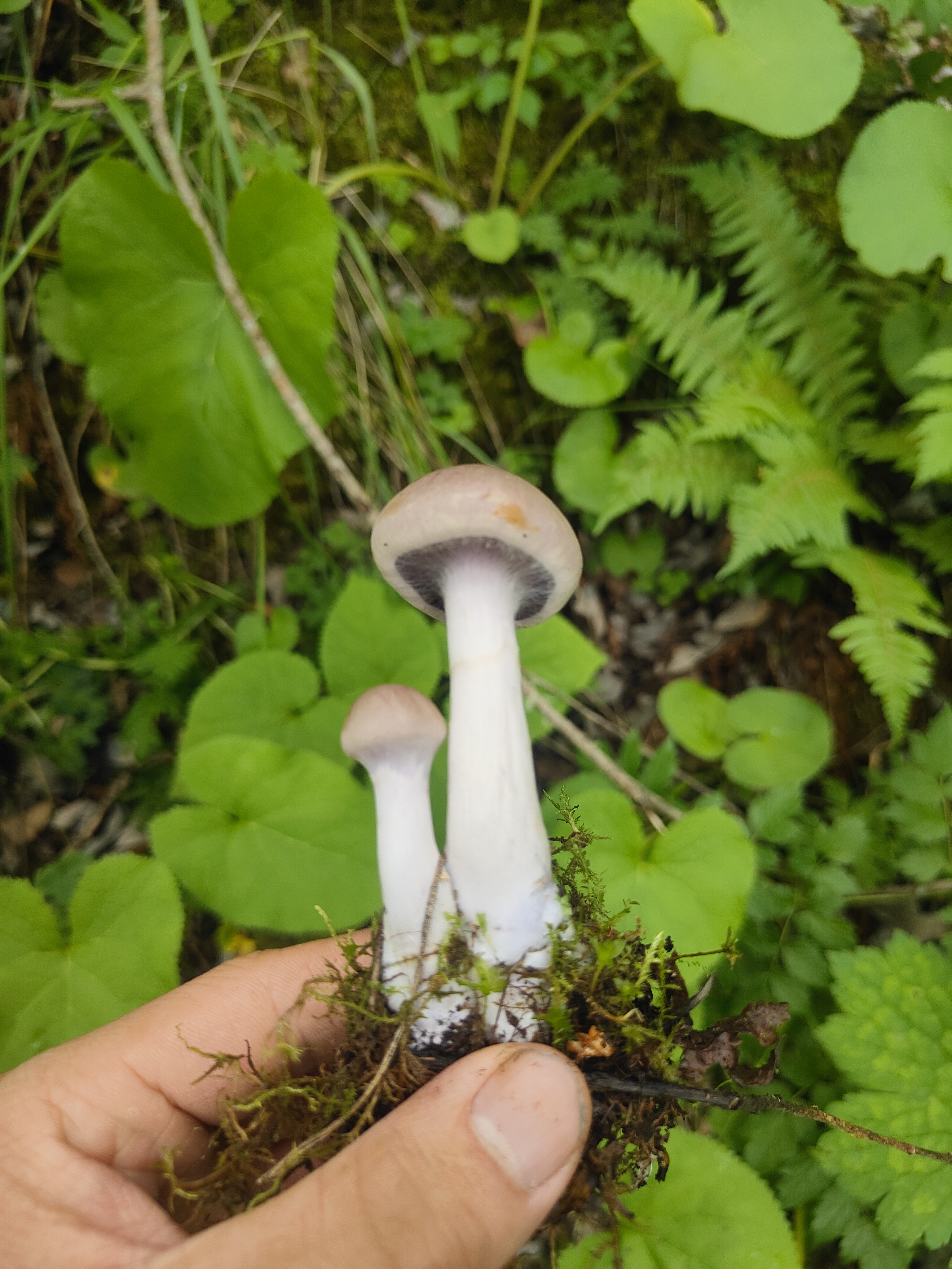 棉毛丝膜菌