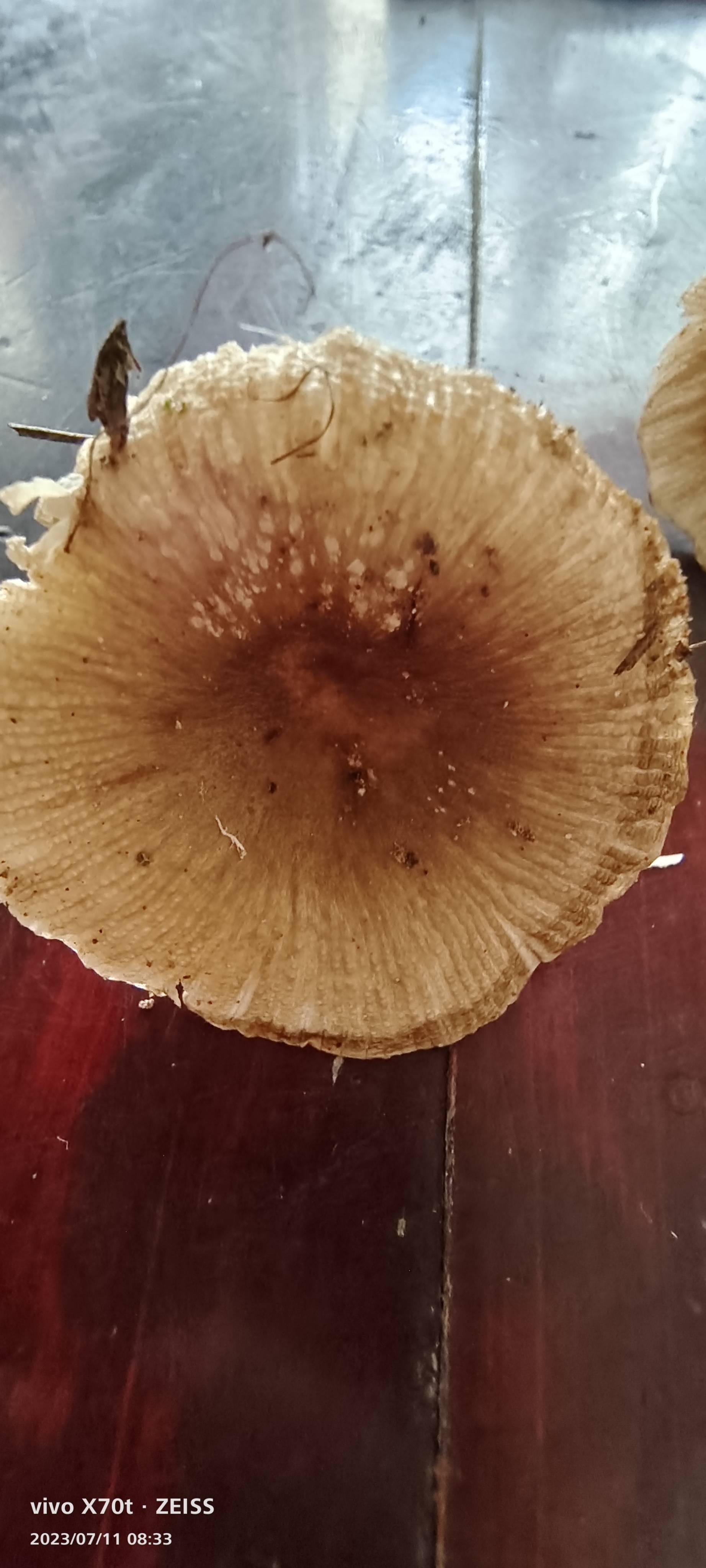 碗状红菇