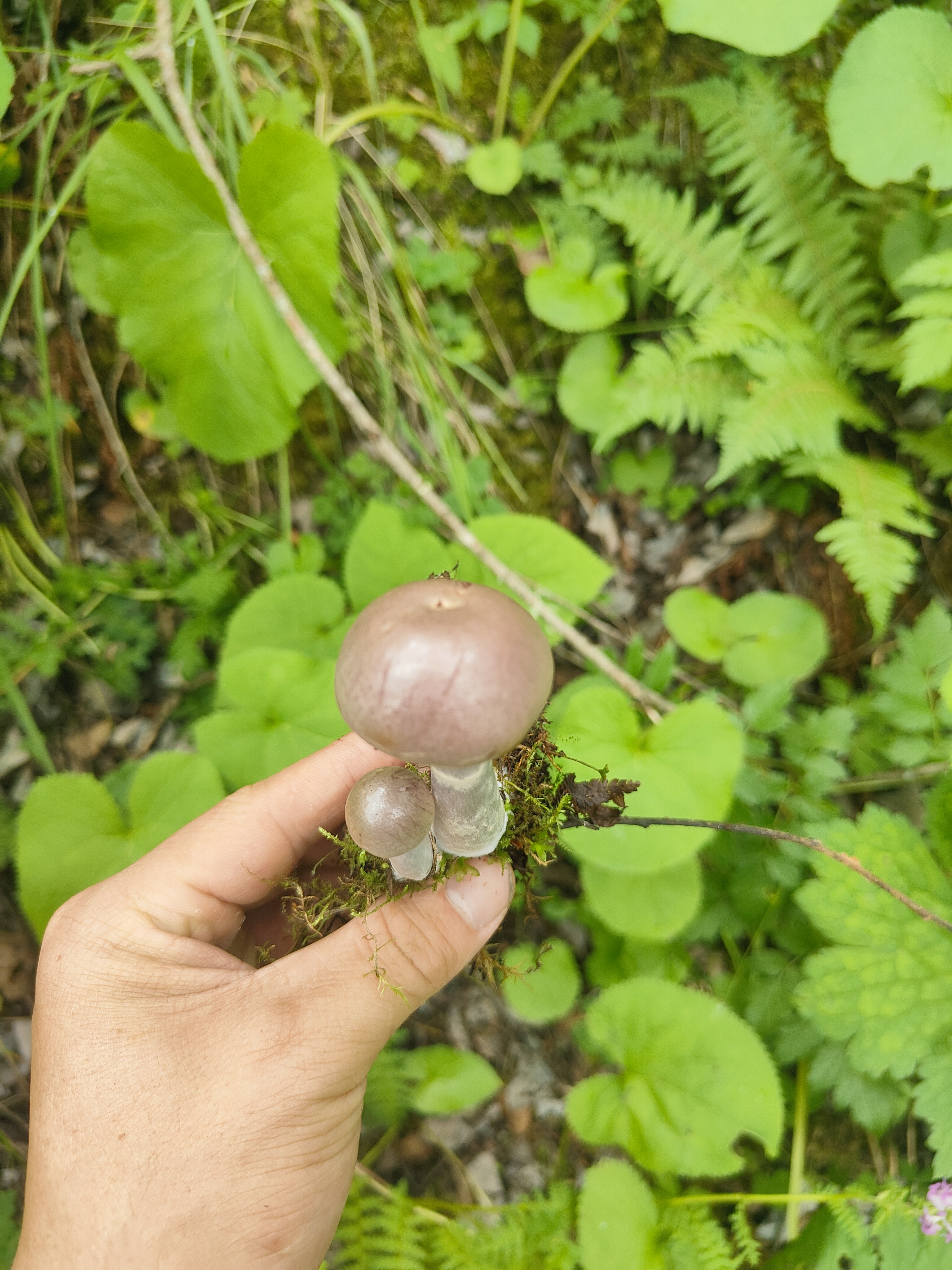 棉毛丝膜菌