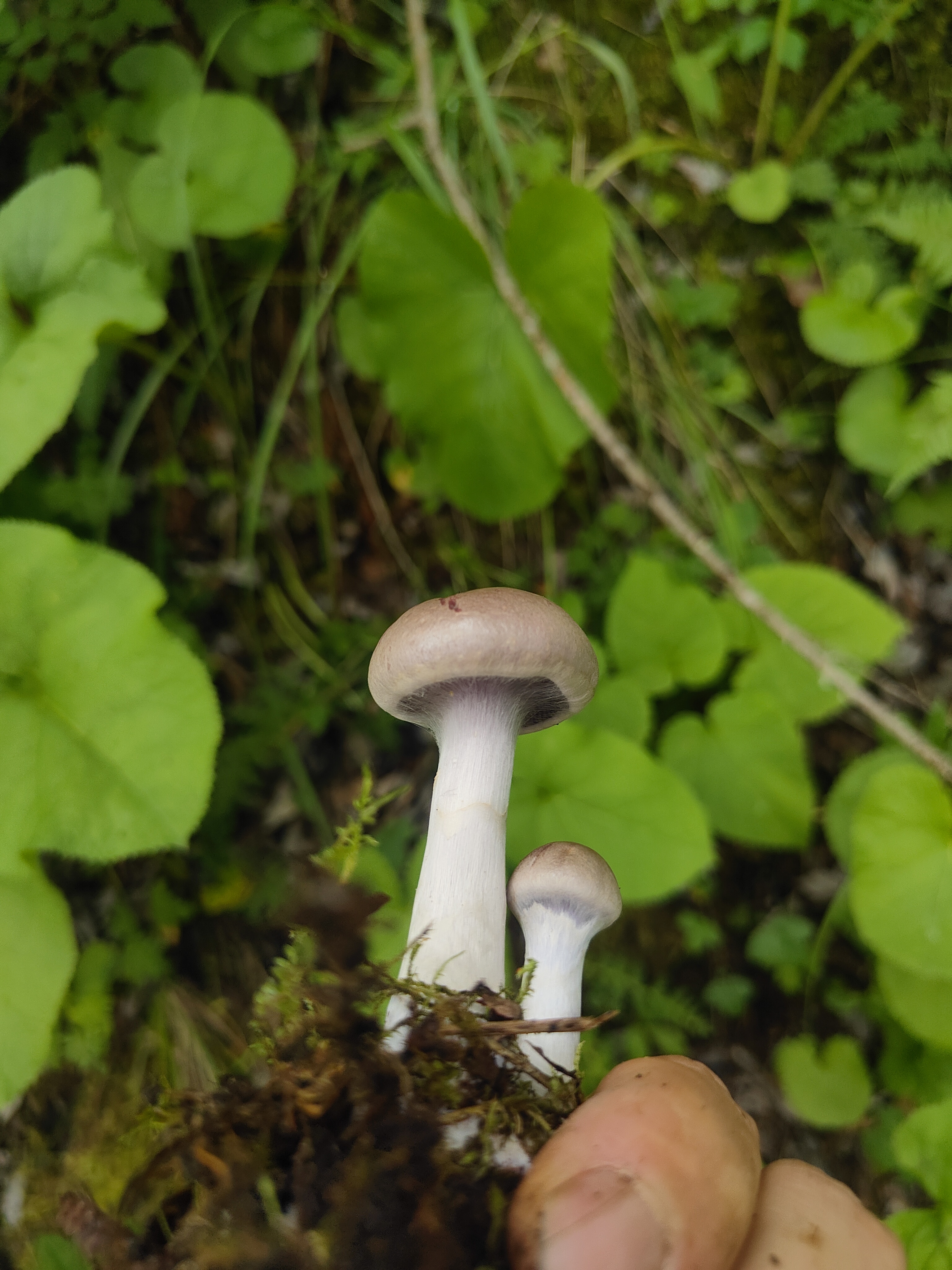 棉毛丝膜菌