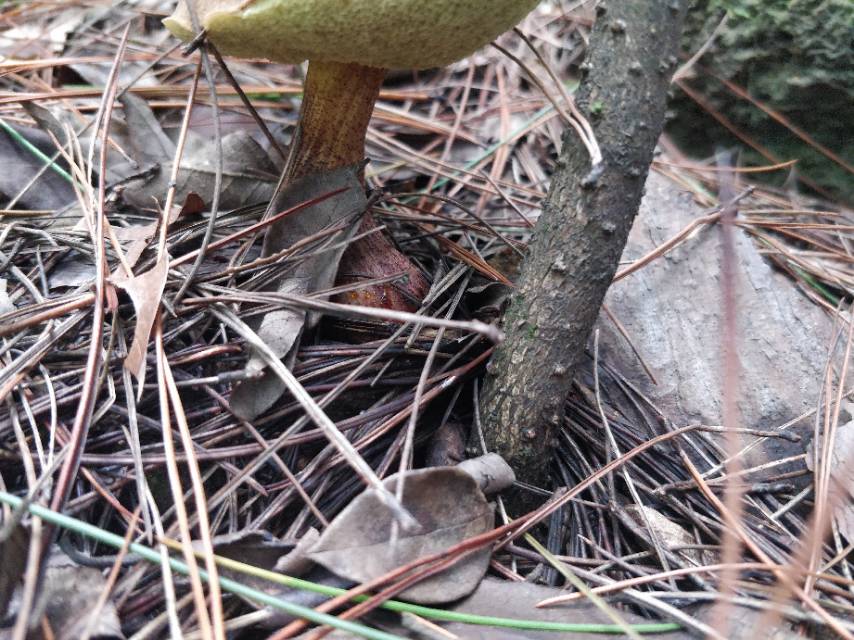 普陀山条孢牛肝菌