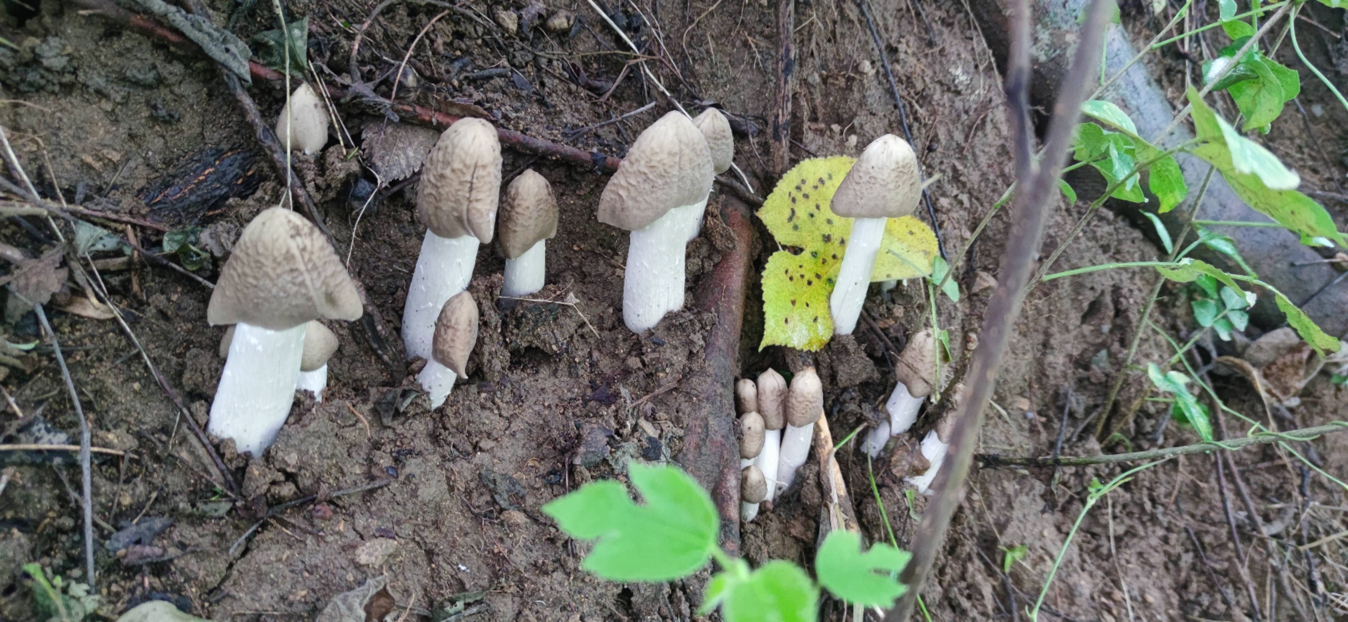 间型鸡枞