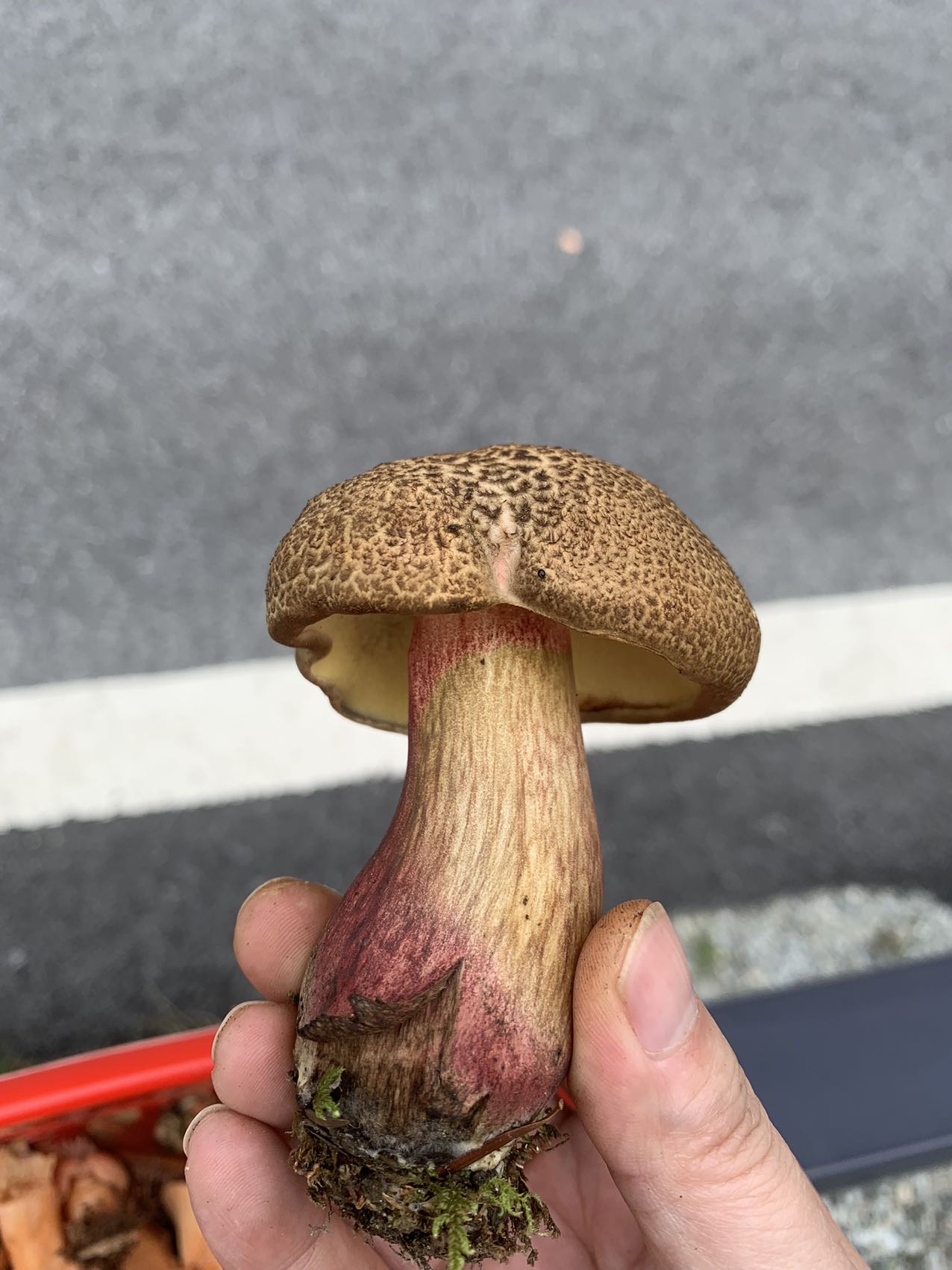 毡盖美柄牛肝菌
