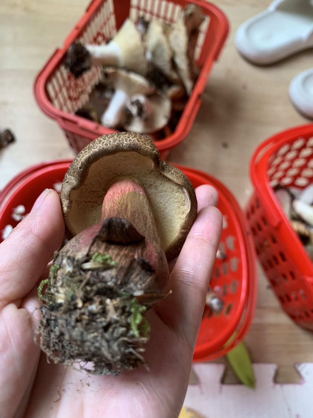 毡盖美柄牛肝菌