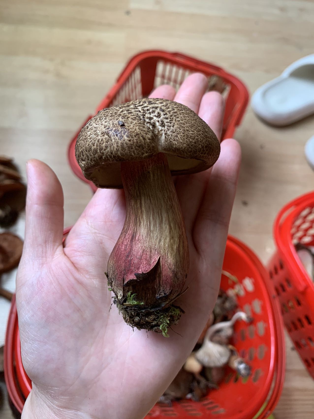 毡盖美柄牛肝菌