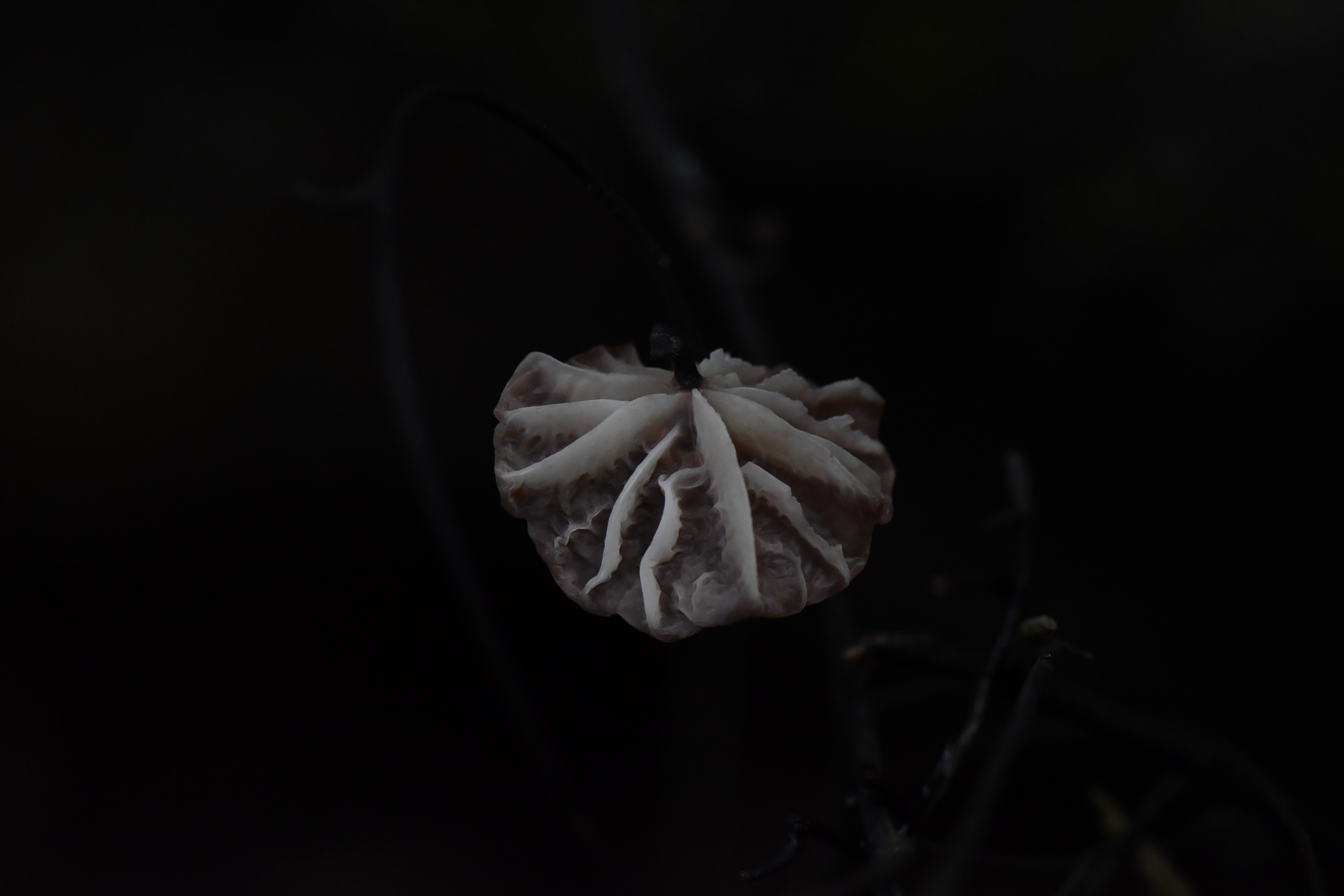 拟小皮伞