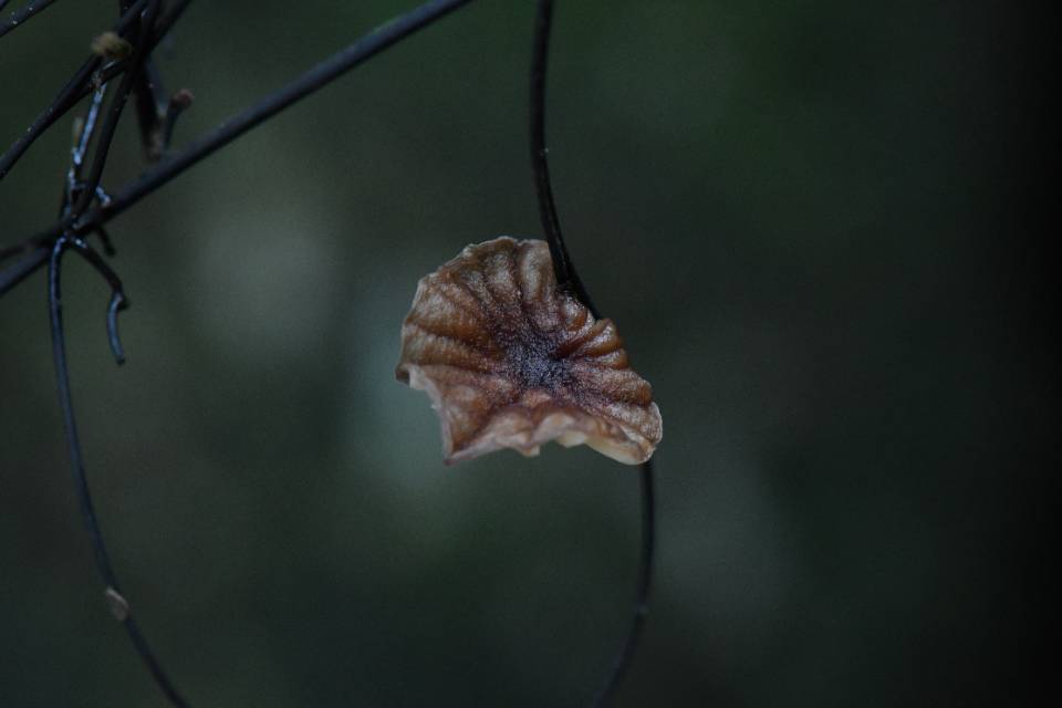 拟小皮伞