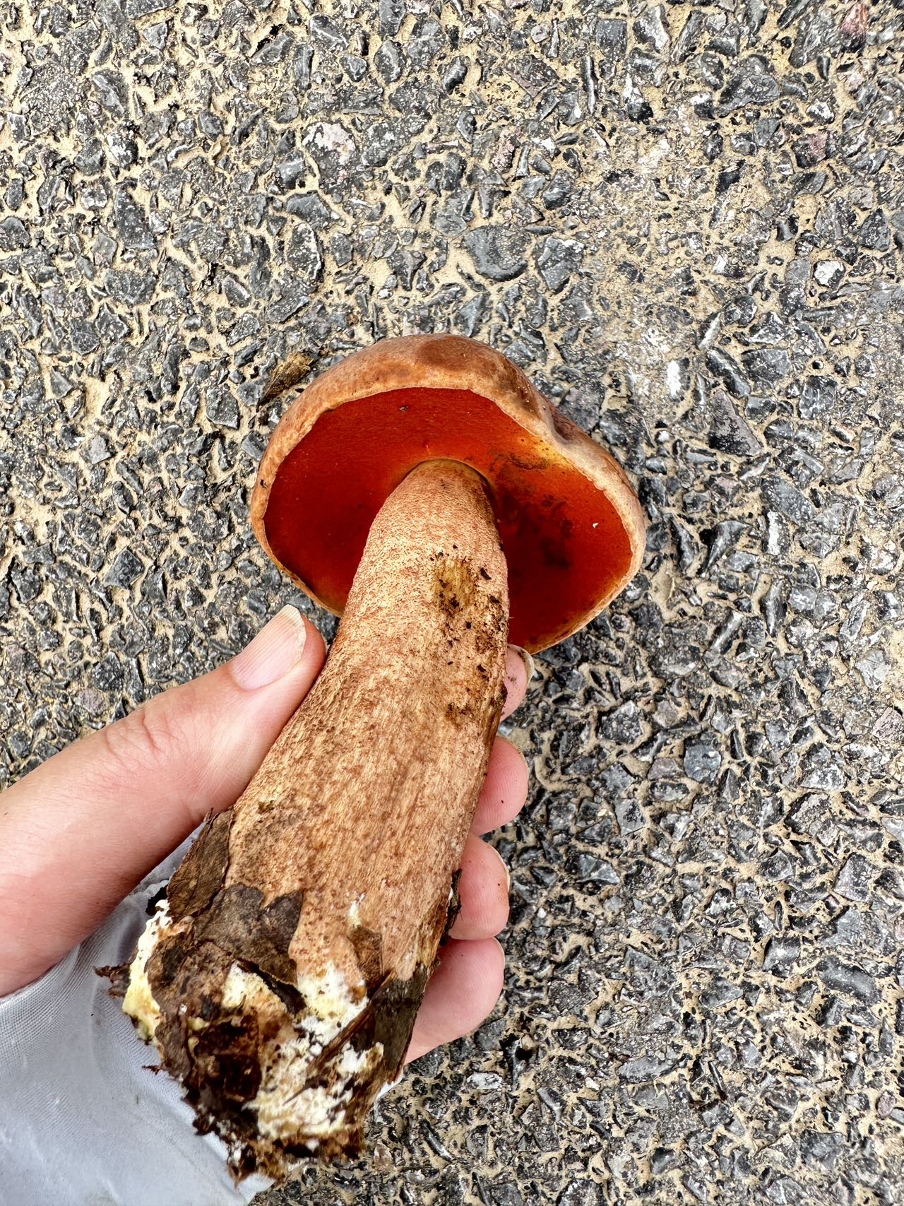 皱盖牛肝菌属物种