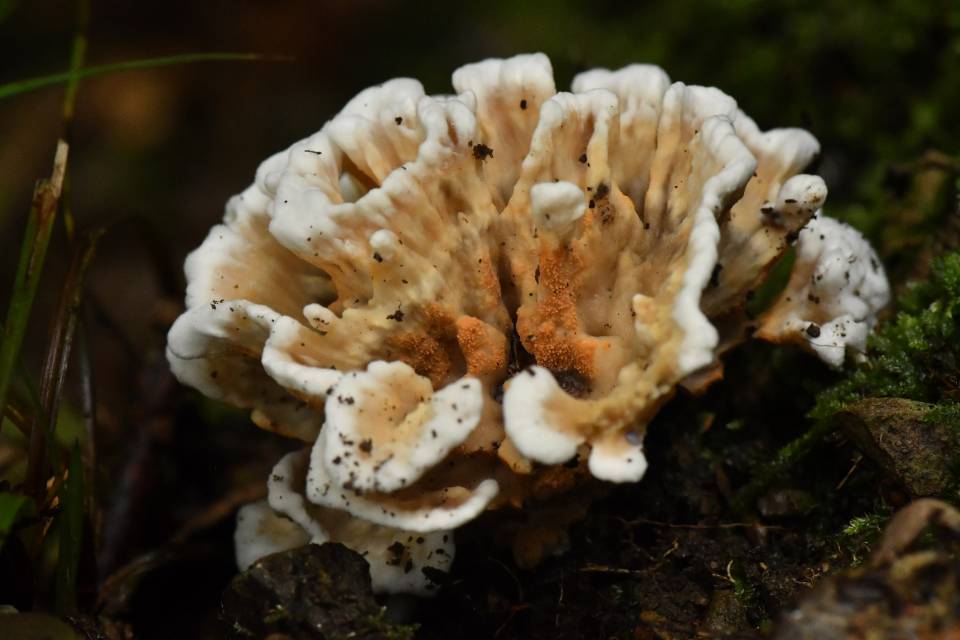 橙黄革菌