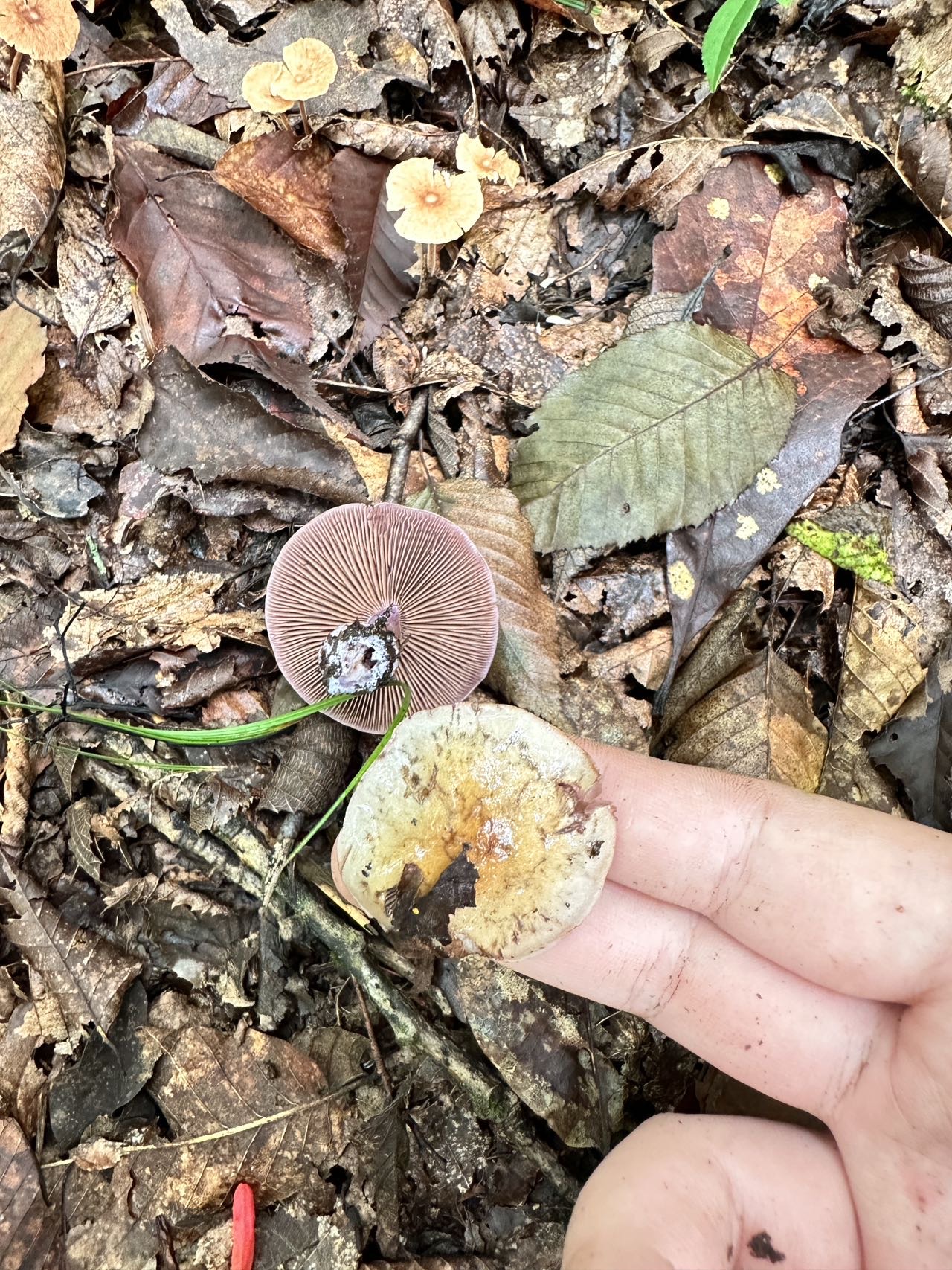 肉桂紫丝膜菌