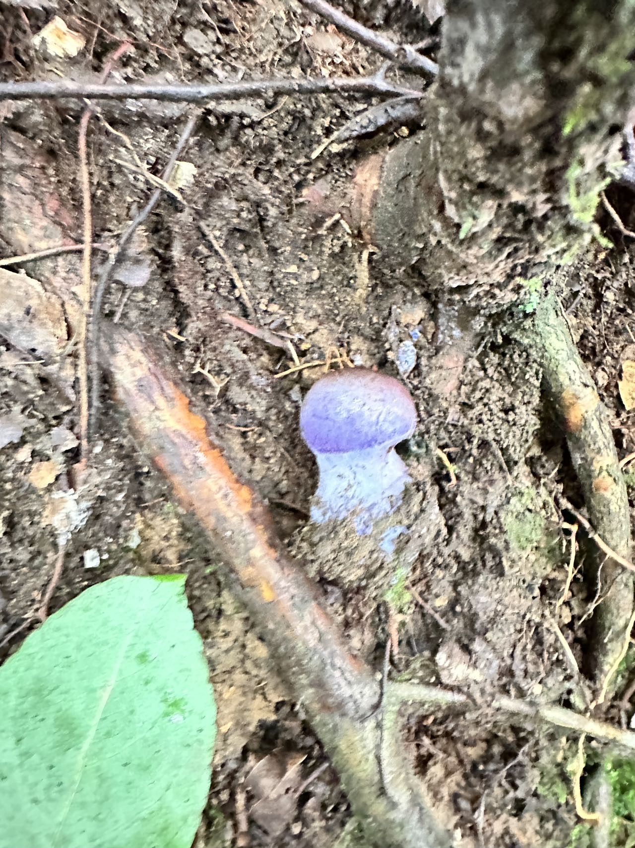 肉桂紫丝膜菌