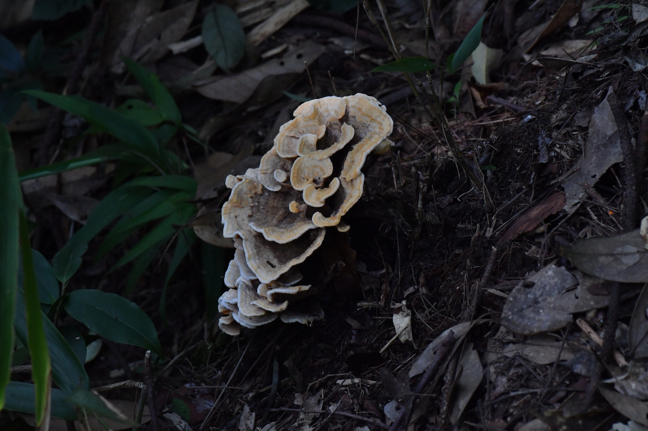橙黄革菌