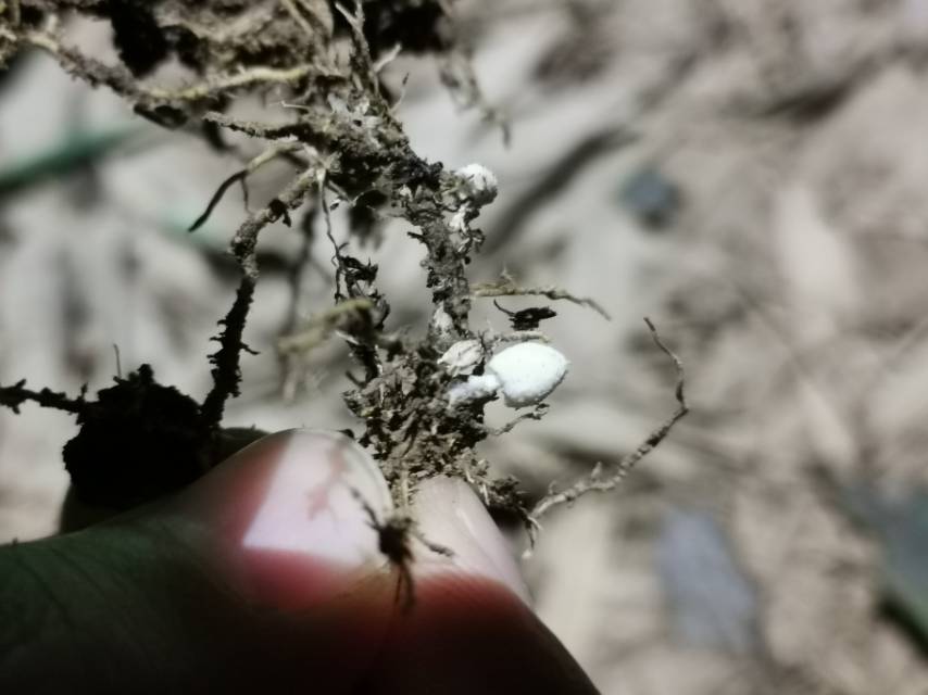 标本照片