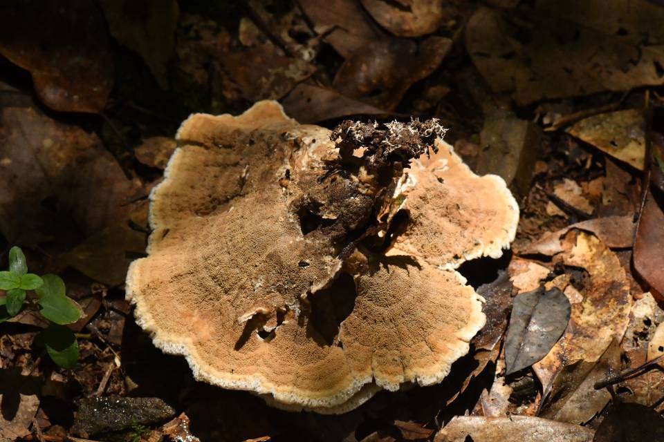 锡金革菌近缘种