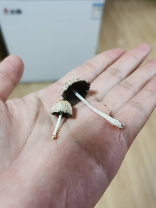 标本照片