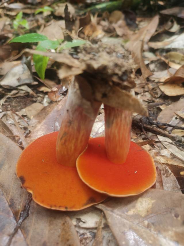 褐红盖新牛肝菌