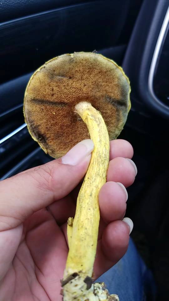 花斑牛肝菌和亚红粉末牛肝菌两种