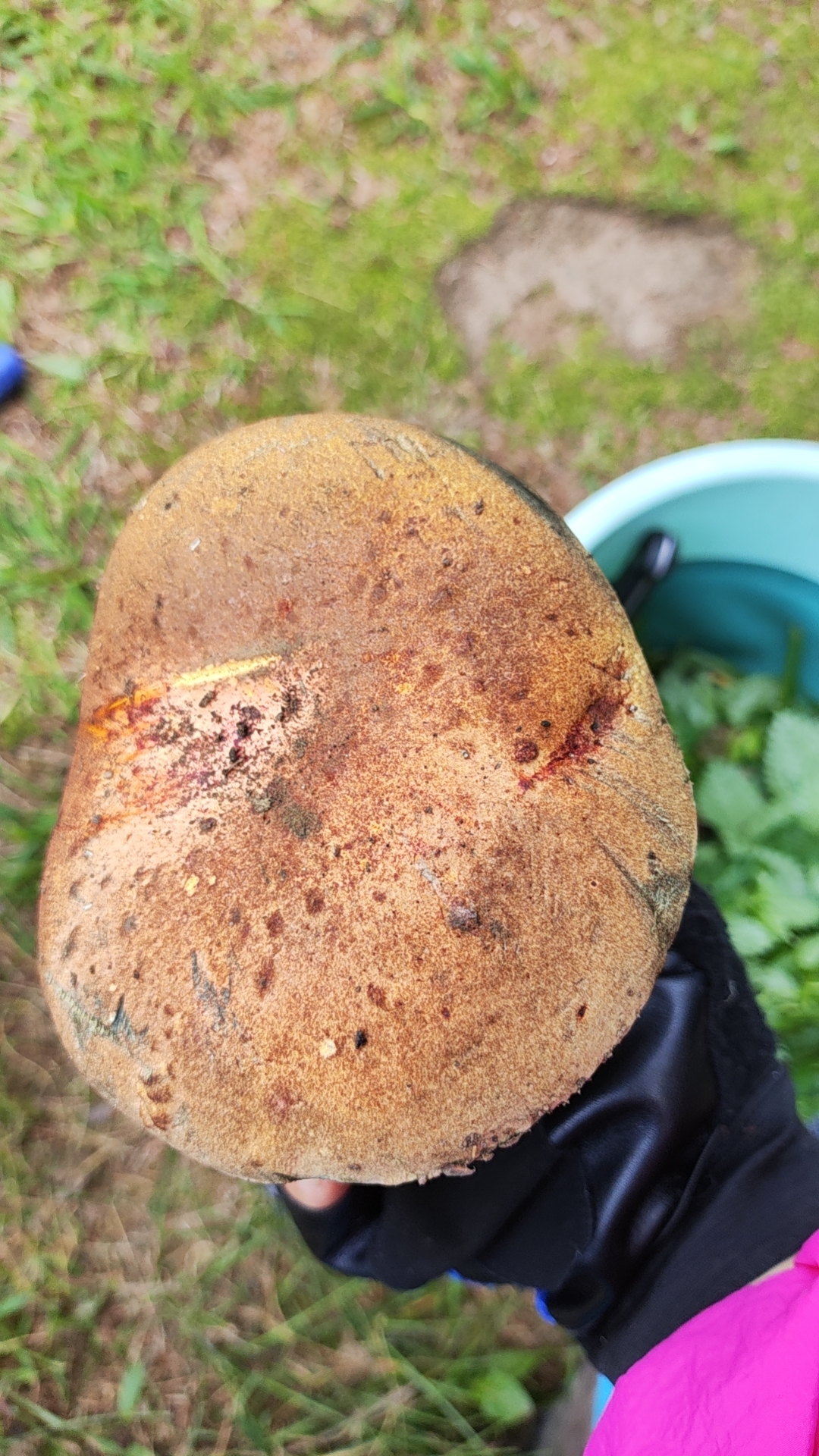 暂无中文名