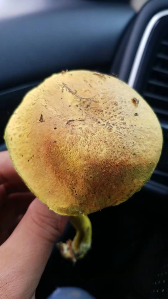 花斑牛肝菌和亚红粉末牛肝菌两种