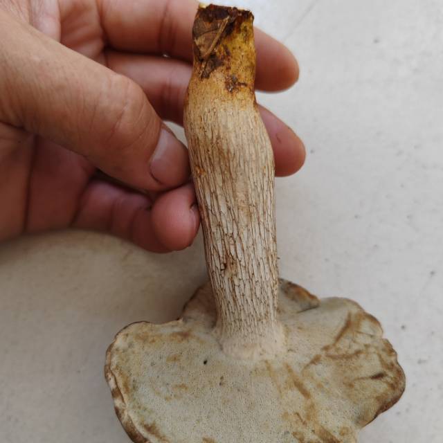 中华灰网柄牛肝菌