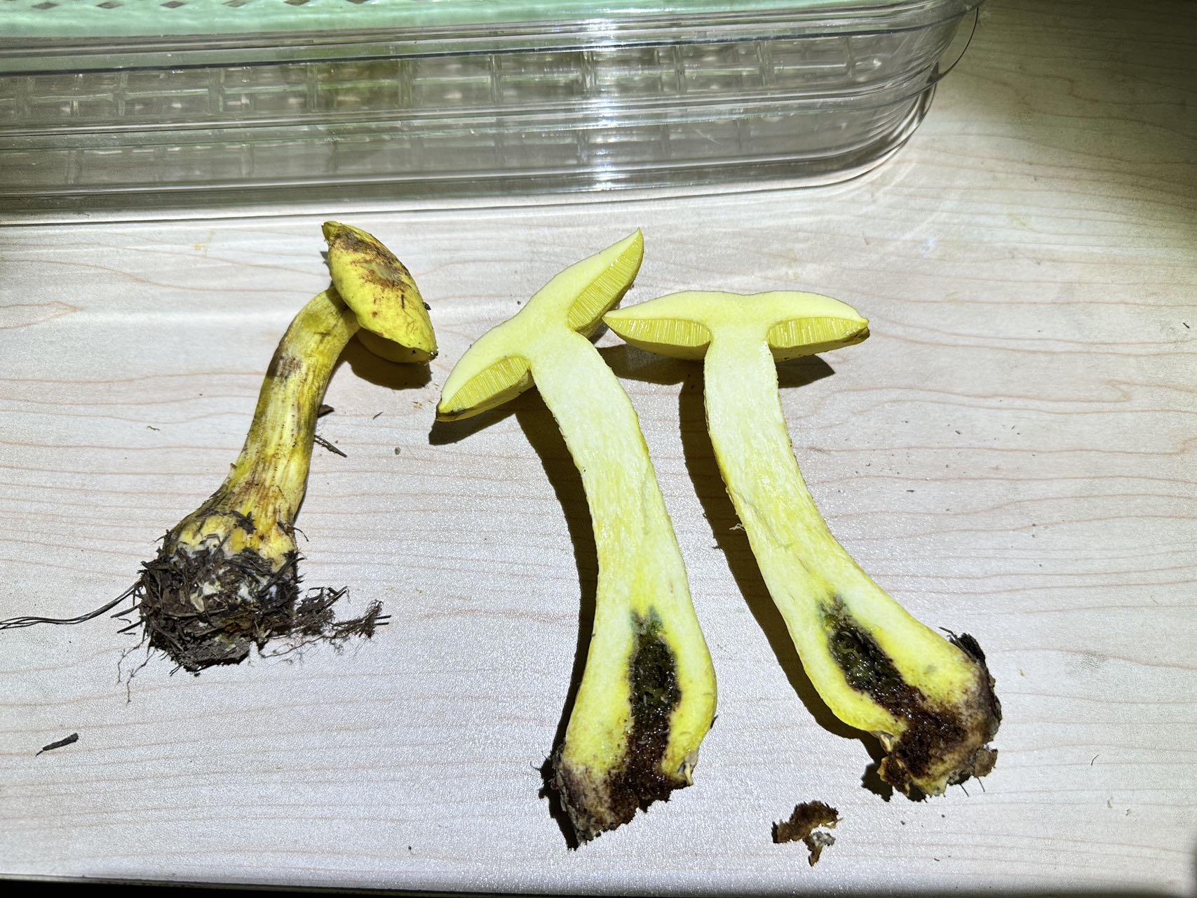 网孢牛肝菌属物种