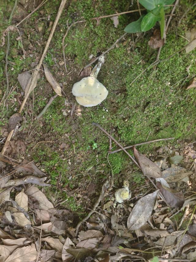 金孢寄生菌