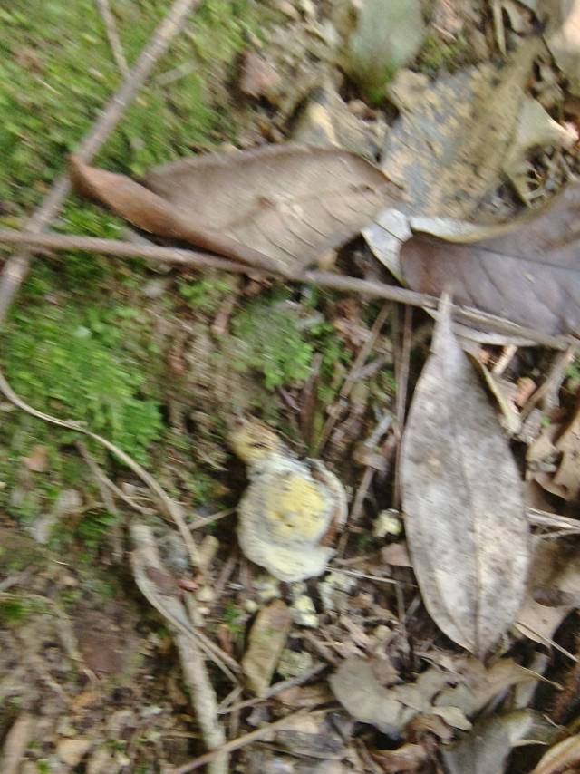 金孢寄生菌