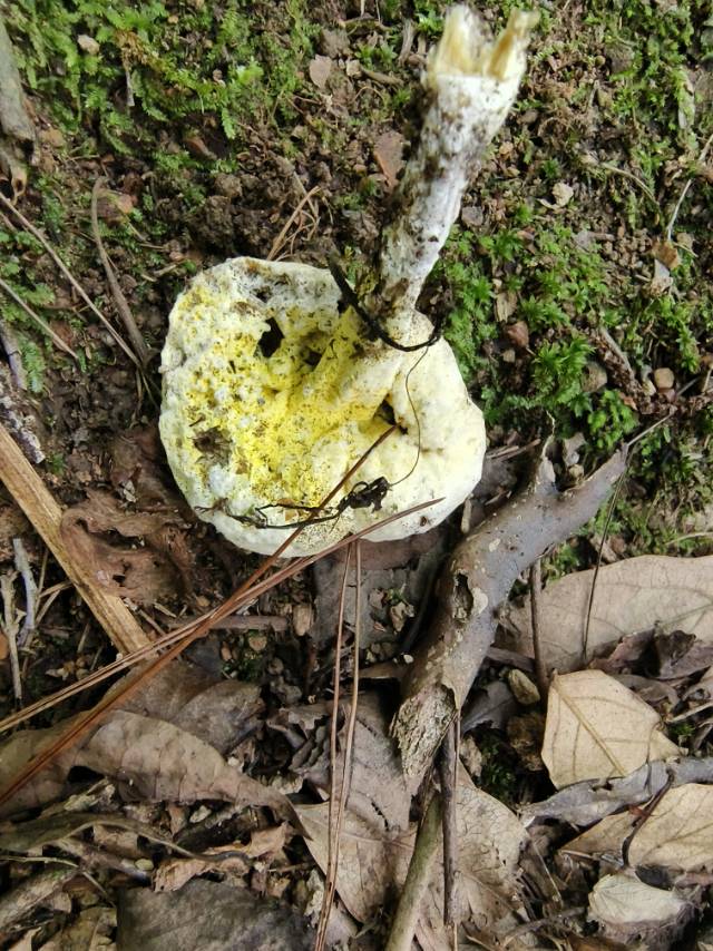 金孢寄生菌