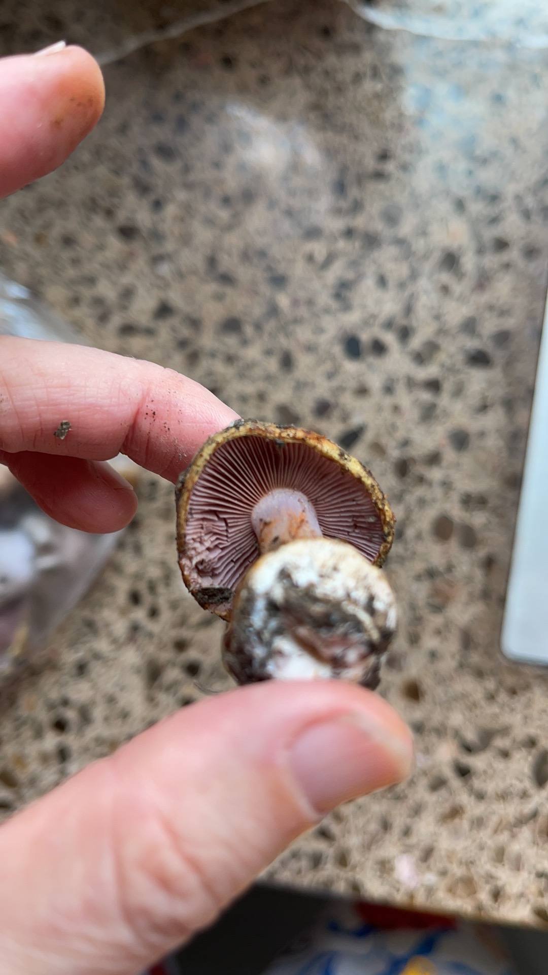 小白紫丝膜菌
