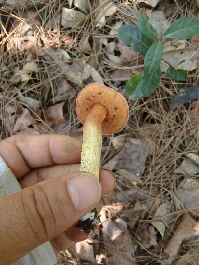 花斑牛肝菌