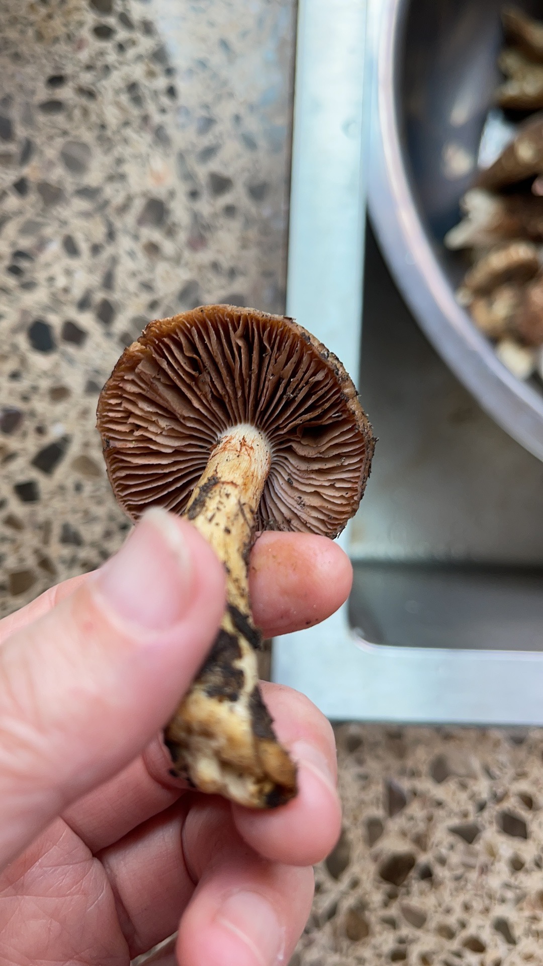 小白紫丝膜菌