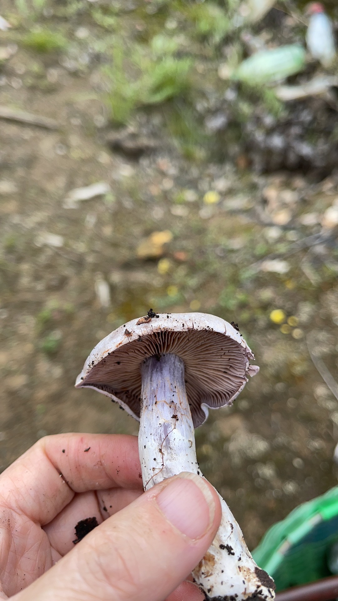 小白紫丝膜菌