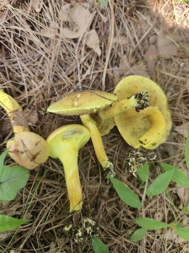 近红粉末牛肝菌