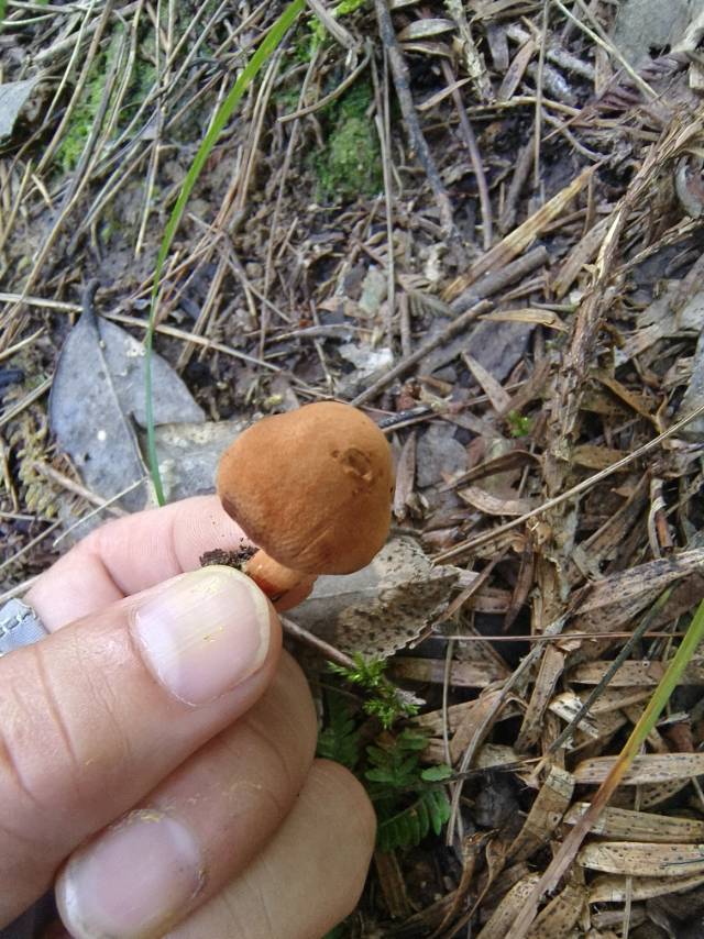 辐射孔辣牛肝菌近似种